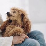 How to Save on Pet Meds?